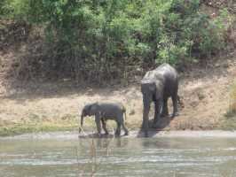 Majete Nationalpark in Malawi, Elefanten