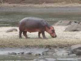 Majete Nationalpark in Malawi, Hippo