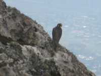 Ein Falke hoch über Blantyre auf dem Soche Hill