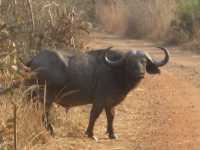 Büffel im Lengwepark, Süd-Malawi