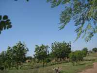 Bereits etliche Bäume in Ngona - Moringa-Neem