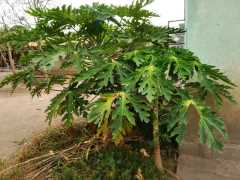 AAA Malawi: Einer von mehreren neuen Papaya-Bäumen, November 2019